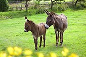 Donkey and her colt in a field of buttercups 