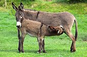 Donkey nursing her colt in a meadow 