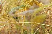 Goldcrest in ferns in autumn - Alsace France 