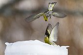 Fight Siskins male on the ice - Alsace France 