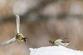Fight Siskins male on the ice - Alsace France 