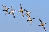 Pintail males surrounding a female in flight - France 