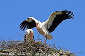 Couple of white storks at nest - Normandy France 