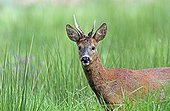 Buck roedeer in the grass - Normandy France 