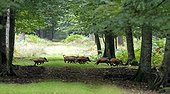 Eurasian wild boar crossing a driveway - Normandy France