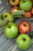 Harvest of apples in a garden ; Granny Smith' and 'Reine des Reinettes'