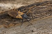Bloodsucking conenose on wood - Costa Rica ; vector of Chagas