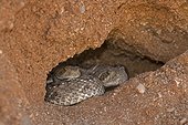 Western Diamond-backed Rattlesnakes - Sonoran desert  USA ; emerging from winter hibernation site