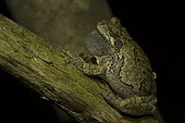 Gray tree frog singing on a branch 