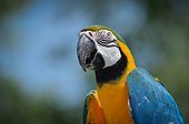 Blue-and-yellow Macaw - France Parc des Oiseaux 
