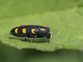 Metallic wood-boring beetle on leaf - Franche-Comté  France ; Metallic Wood Borer harmful to fruit trees