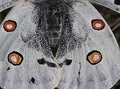Posterior wings of Apollo - Franche-Comté France 