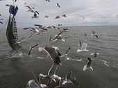 Brown Gulls and shrimp fishing net - North Sea 