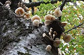 Porcelain mushroom on common beech undergrowth - France ; Forest of Sainte Baume 