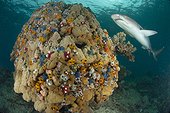 Acropora coral with Whitetip reef shark - Fiji