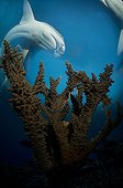 Acropora coral with Whitetip reef shark - Fiji