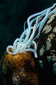 Leopard Sea Cucumber - Tonga