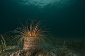 Tube anemone - Vanua Levu Fidji