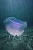 Crown jellyfish floating over sand bottom