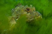 Eastern red scorpionfish in ulva kelp - New Zealand