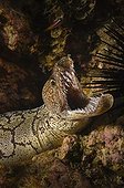 Murène mosaïque dans le récif - Nouvelle-Zélande