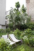 Mockorange and deckchairs in an urban garden