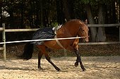 Horse runs in a career - France  ; material: surfing and caveçon 