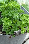 Curly parsley pot tin - France 