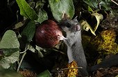 Fat Dormouse eating a fallen fruit in autumn - France 