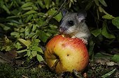 Fat Dormouse eating a fallen fruit in autumn - France 