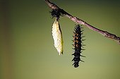 Caterpillar and chrysalis Peacock butterfly - Lorraine France 