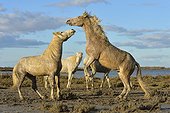 Contest between two Camargue horses in the marshes - France