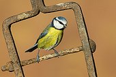 Blue Tit perched on a piece of steel in winter - GB