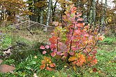 European smoketree 'Young Lady' in a garden in autumn