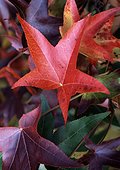 Sweetgum leaves in a garden in autumn