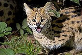 Serval - Africa