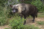 Brown hyaena - Africa