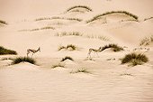 Springbok dans le désert du Namib - Namibie