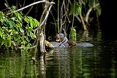 Giant otter