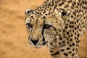 Cheetah - Africa