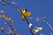 Southern Masked Weaver - Africa