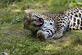 Amur Leopard - Asia