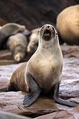Cape fur seal - Namibia
