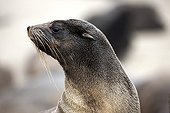 Cape fur seal - Namibia