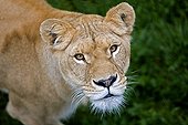 Lion - Africa