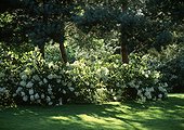 Hydrangea 'White Moth' in bloom in a garden