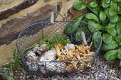 Harvest of chanterelles and boletes in a basket