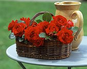 Bouquet of Roses 'Fluorescent' in a basket 