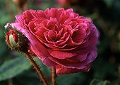Rose-tree 'Mme Delaroche Lambert' in bloom in a garden