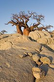 Baobab at the isolated Kubu Island - Makgadikgadi  Botswana ; a mysterious rock island at the western edge of Sowa Pan, a salt pan which is part of the vast Makgadikgadi Pans